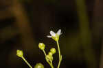 Seaside brookweed <BR>Water pimpernel